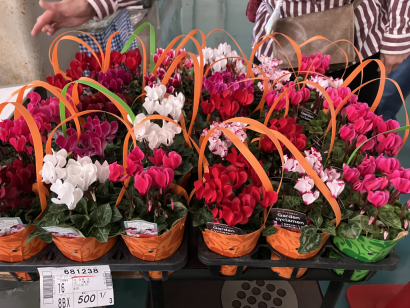 花苗