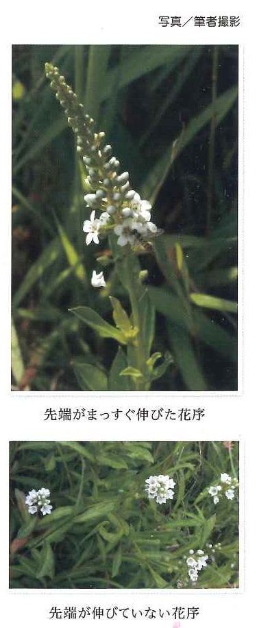 ヌマトラノオの写真