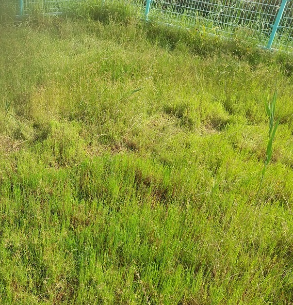 イシモチソウ自生地現況写真