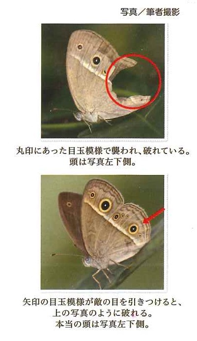 ヒメジャノメ写真