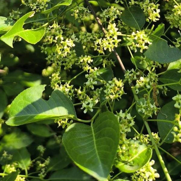 マユミの花