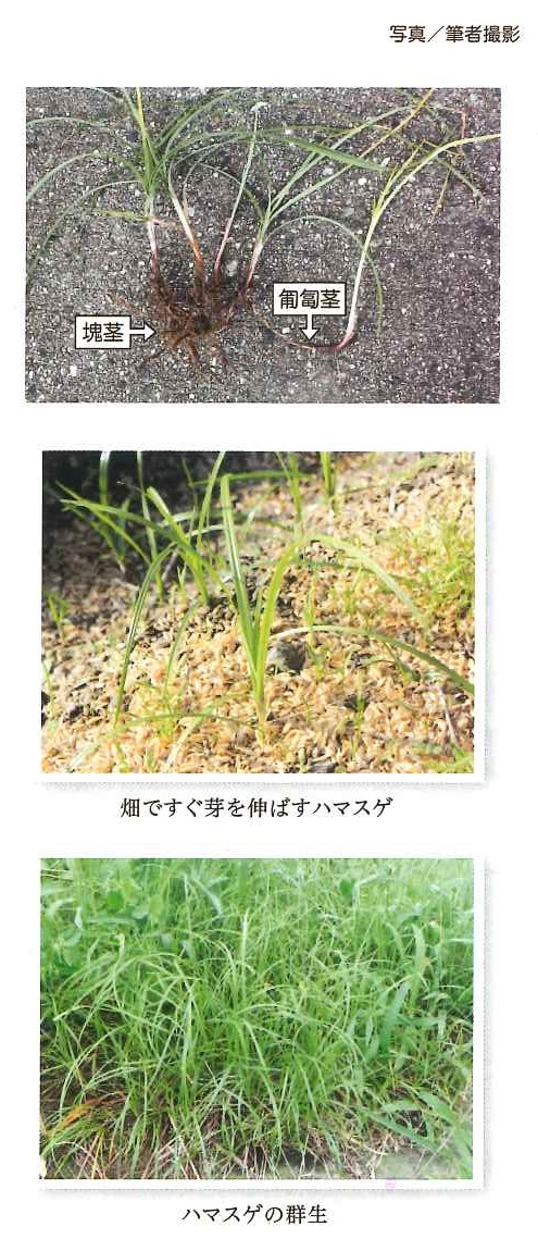 ハマスゲ写真
